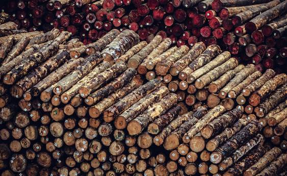 Timber industry opinions differ