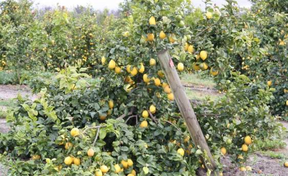 Lemons reign at Wairewa