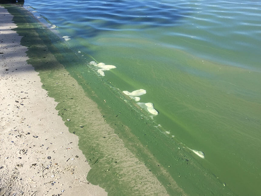 Algae pollutes Lakes foreshore