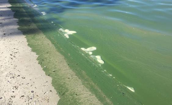 Algae pollutes Lakes foreshore