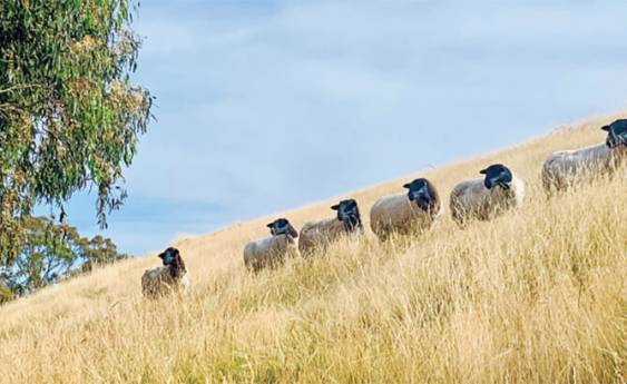 Which is your most profitable paddock?