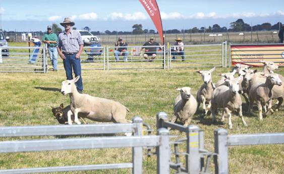 Sheep dog trials in May