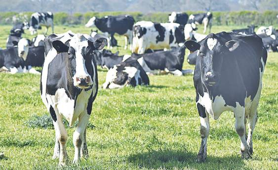 Bumper year for dairy farms