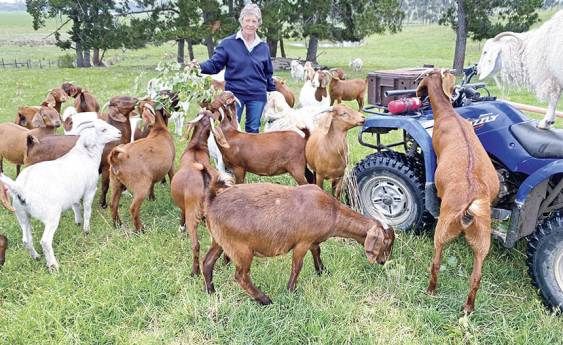 Goats the answer to fuel and weeds